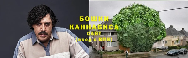 прущие грибы Апатиты